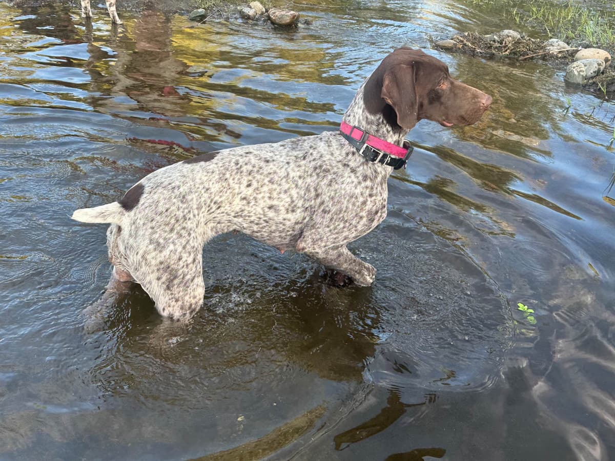 German Shorthaired Pointer Puppies breeder image 23