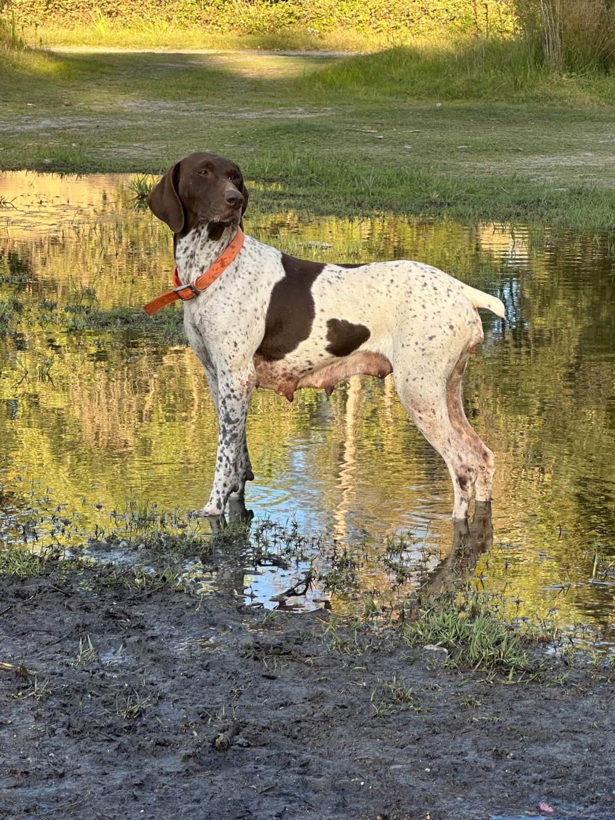 German Shorthaired Pointer Puppies breeder image 24
