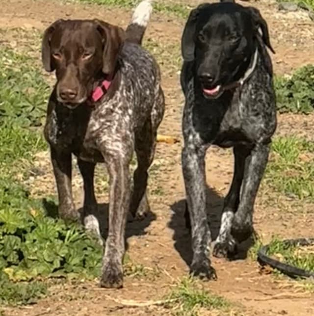 German Shorthaired Pointer Puppies media 13