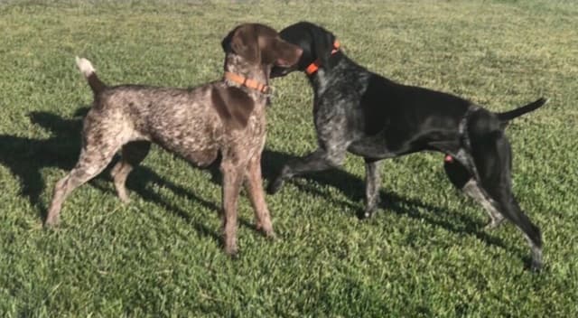 German Shorthaired Pointer Puppies media 15