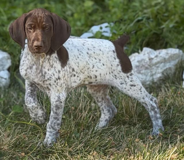 German Shorthaired Pointer Puppies media 2
