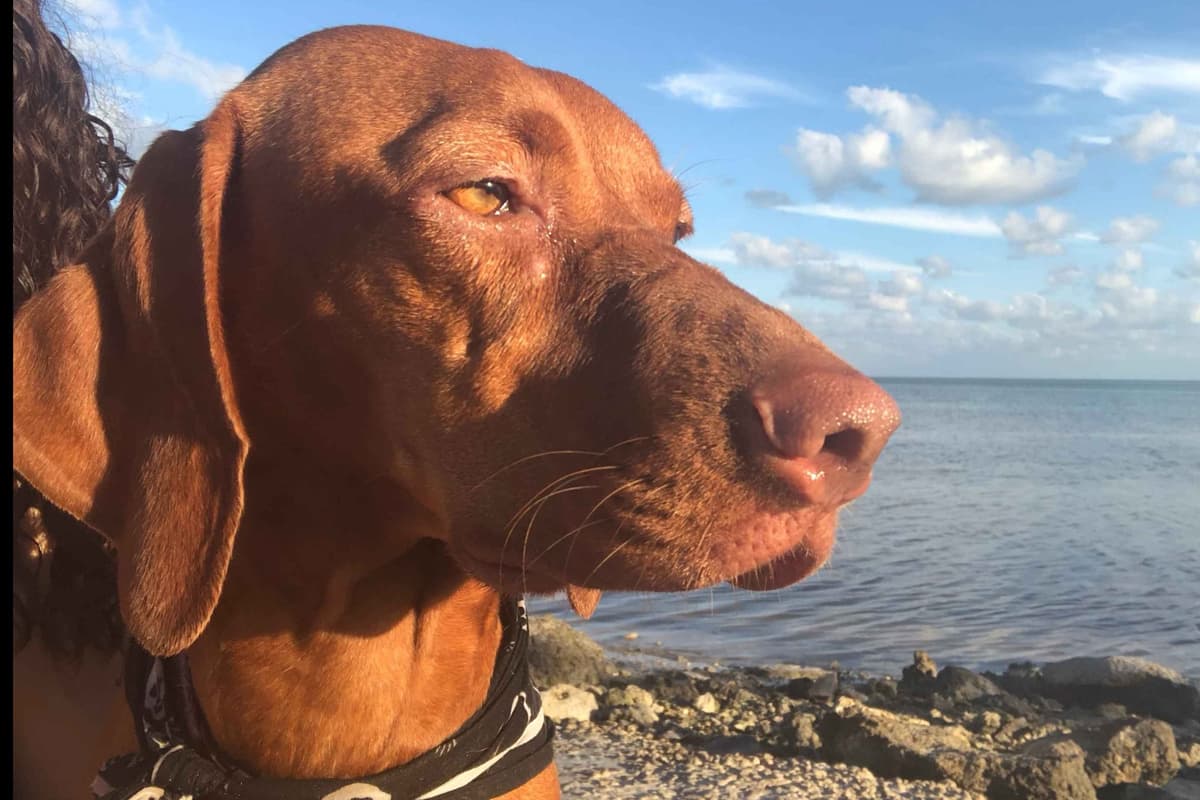 Vizsla Puppies -  Ohana Vizsla Family breeder image 1