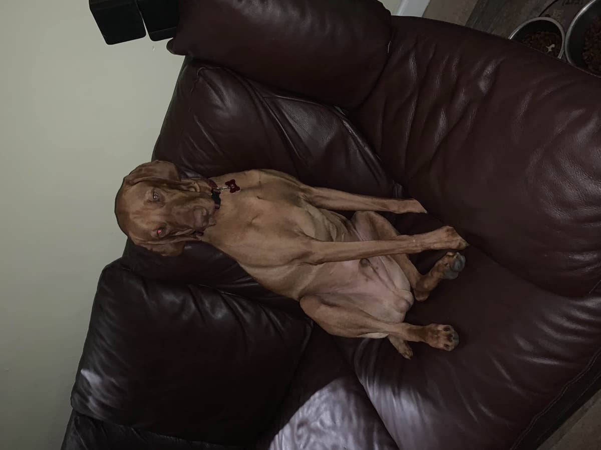 Vizsla Puppies -  Ohana Vizsla Family breeder image 4