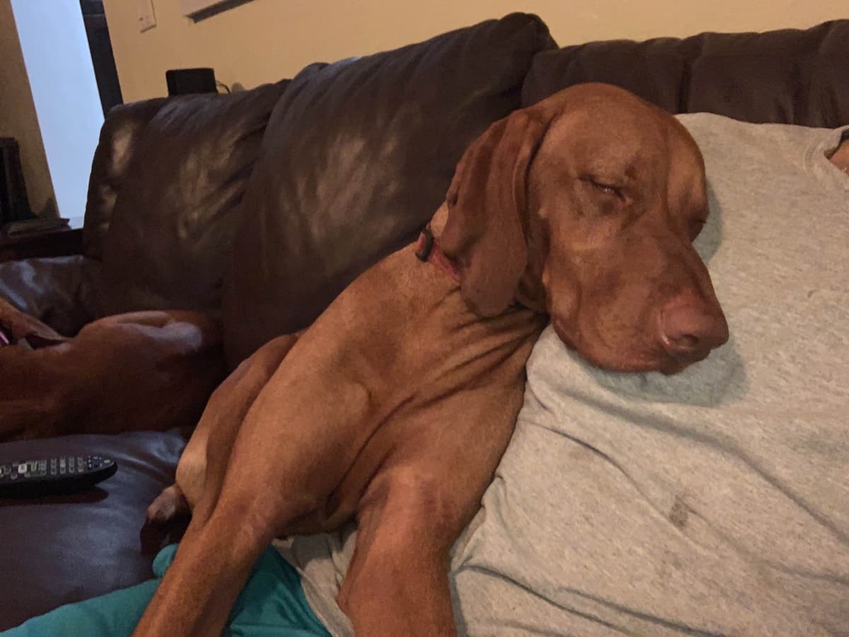 Vizsla Puppies -  Ohana Vizsla Family breeder image 5