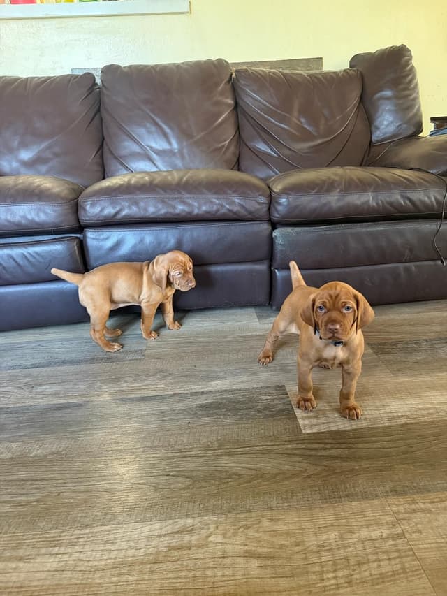 Vizsla Puppies -  Ohana Vizsla Family media 2