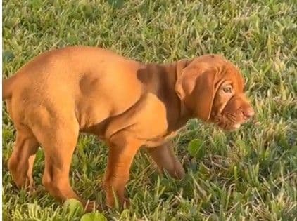Vizsla Puppies -  Ohana Vizsla Family media 4