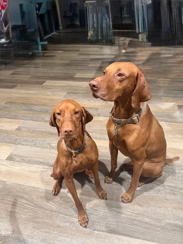 Vizsla Puppies -  Ohana Vizsla Family media 6