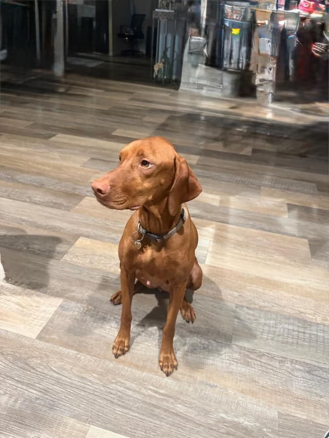 Vizsla Puppies -  Ohana Vizsla Family media 7
