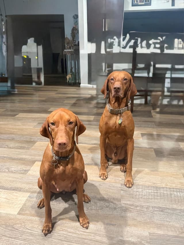 Vizsla Puppies -  Ohana Vizsla Family media 8