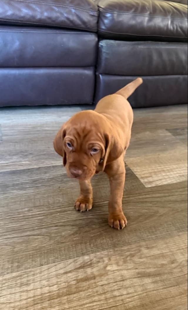 Vizsla Puppies -  Ohana Vizsla Family media 9