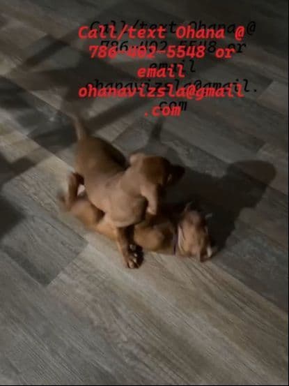 Vizsla Puppies -  Ohana Vizsla Family media 10