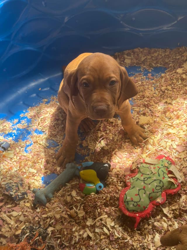 Vizsla Puppies -  Ohana Vizsla Family media 11