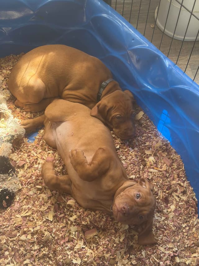 Vizsla Puppies -  Ohana Vizsla Family media 12