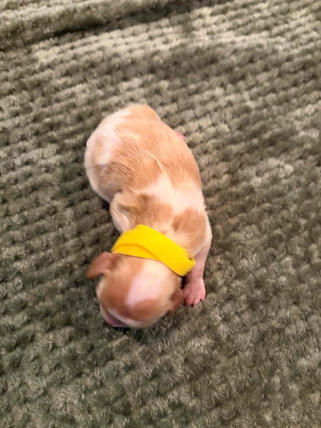 Elevation Brittany Puppies media 2