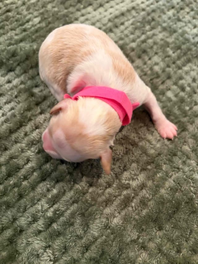 Elevation Brittany Puppies media 4