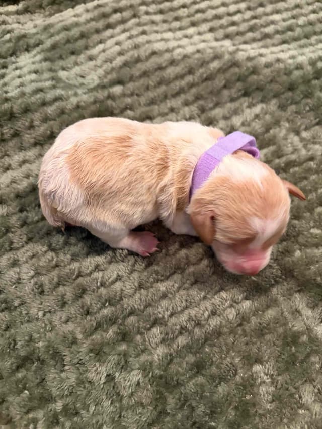 Elevation Brittany Puppies media 3
