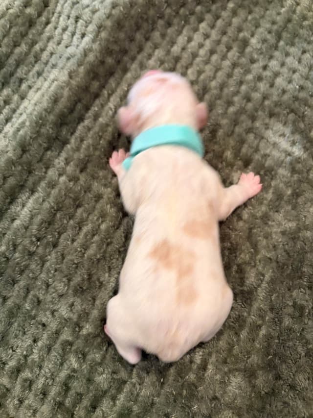 Elevation Brittany Puppies media 5