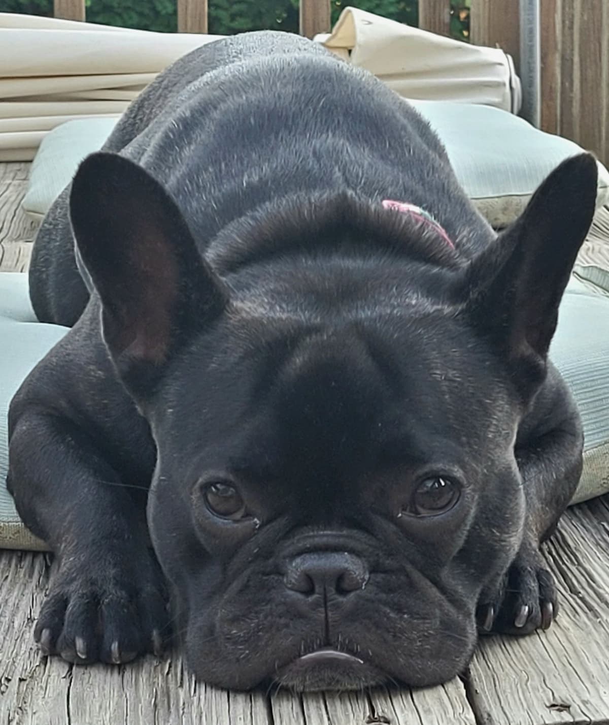 French Bulldog Puppies breeder image 1