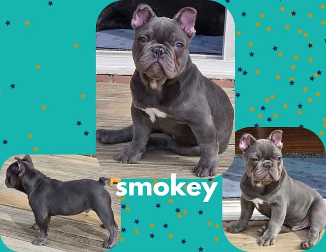 French Bulldog Puppies media 2