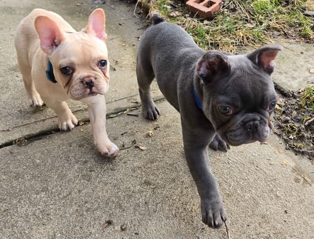 French Bulldog Puppies media 3