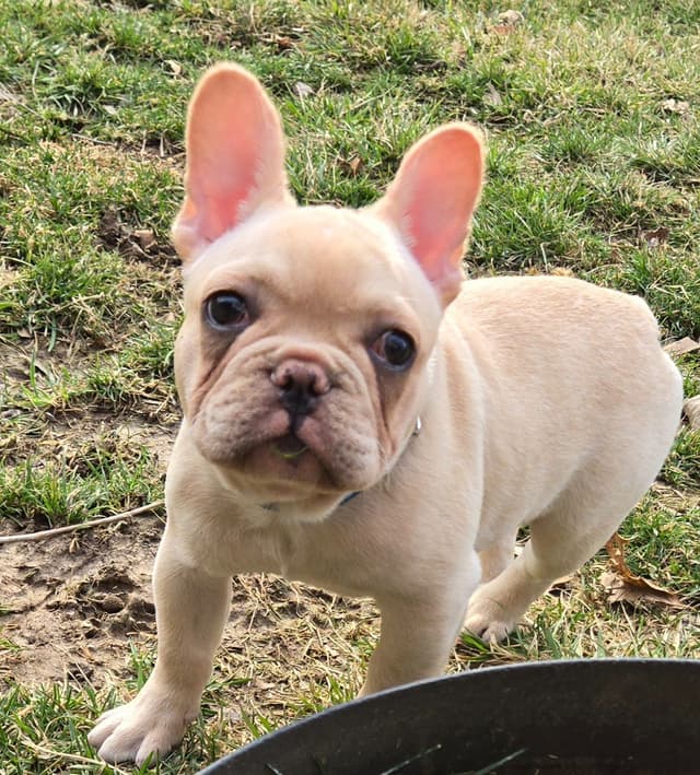French Bulldog Puppies media 4