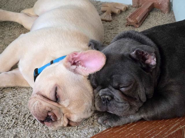 French Bulldog Puppies media 5