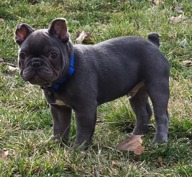 French Bulldog Puppies media 6
