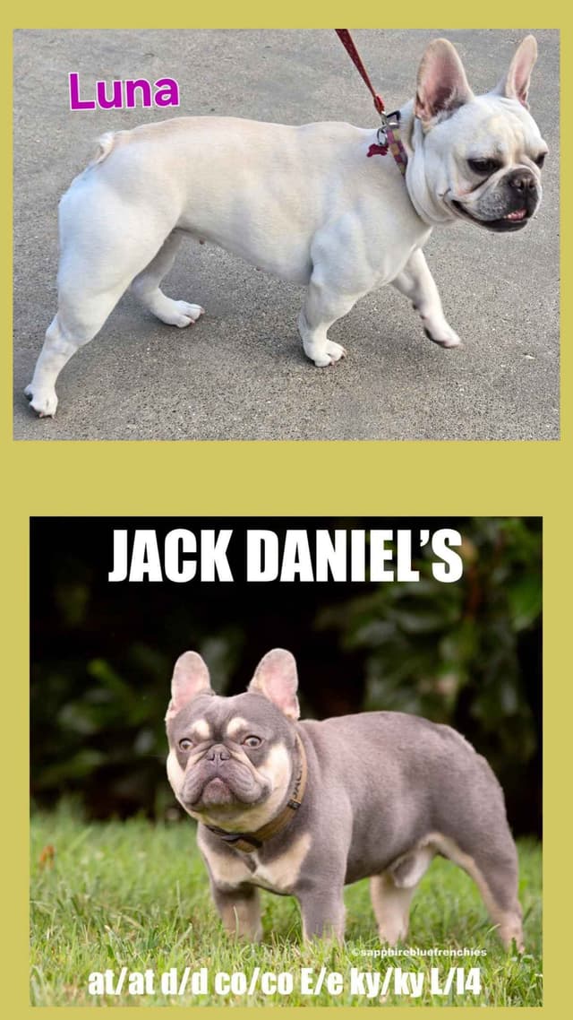 French Bulldog Puppies media 7
