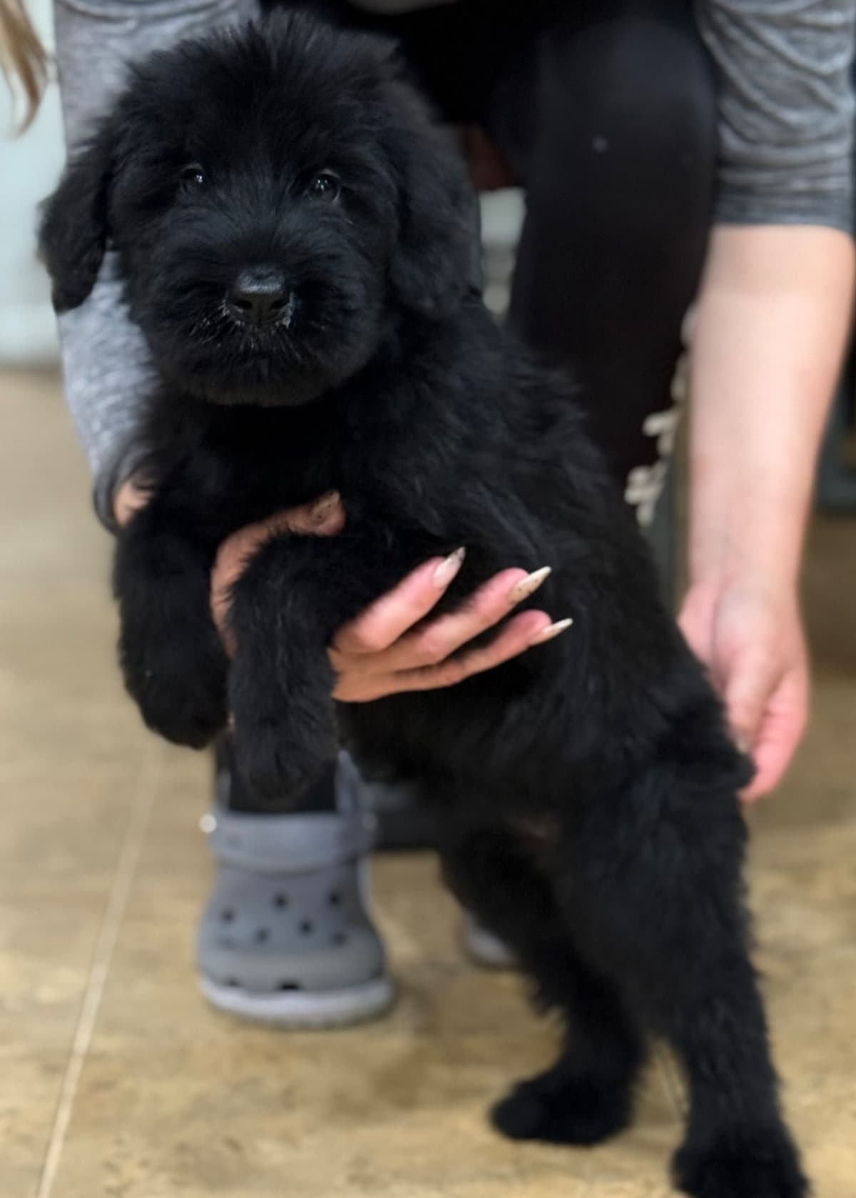 Giant Schnauzer Puppies breeder image 1