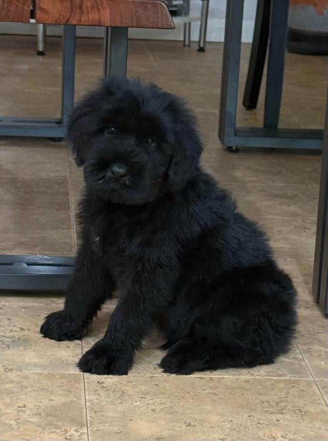 Giant Schnauzer Puppies media 3