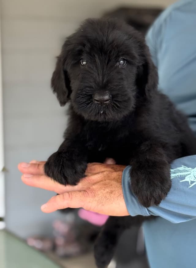 Giant Schnauzer Puppies media 4
