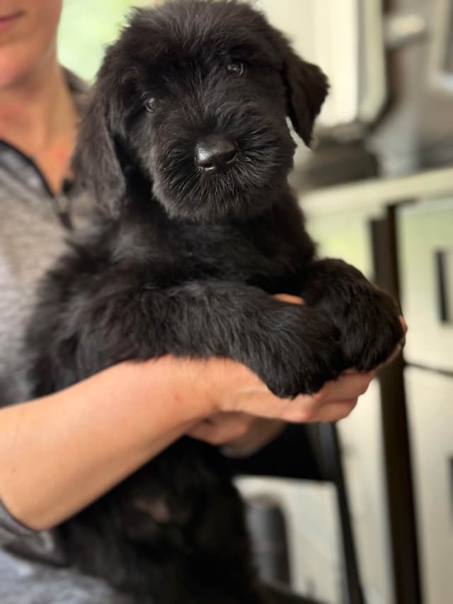 Giant Schnauzer Puppies media 6