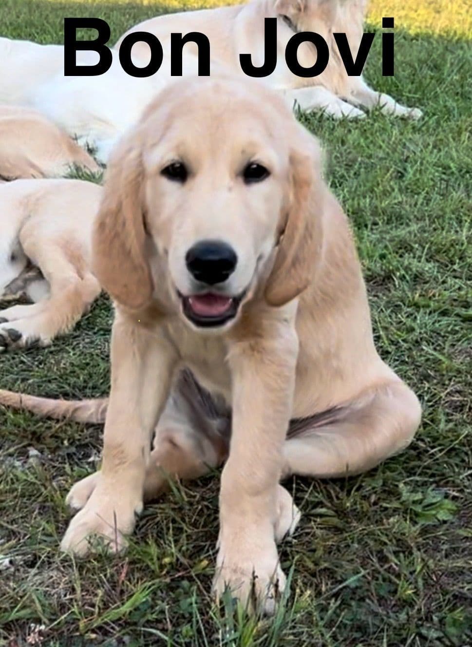 Golden Retriever Puppies-White to very light litter breeder image 1