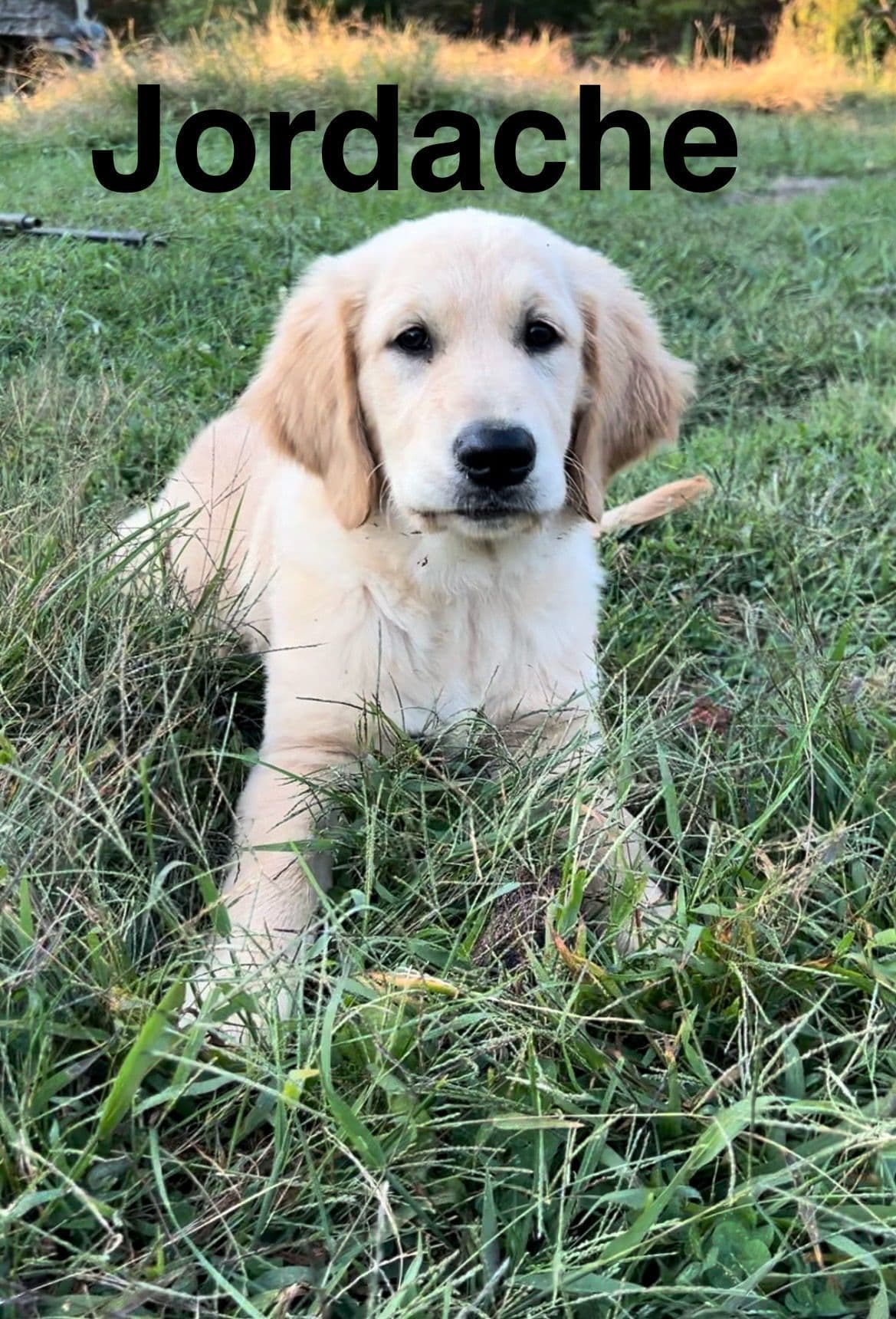 Golden Retriever Puppies-White to very light litter breeder image 3