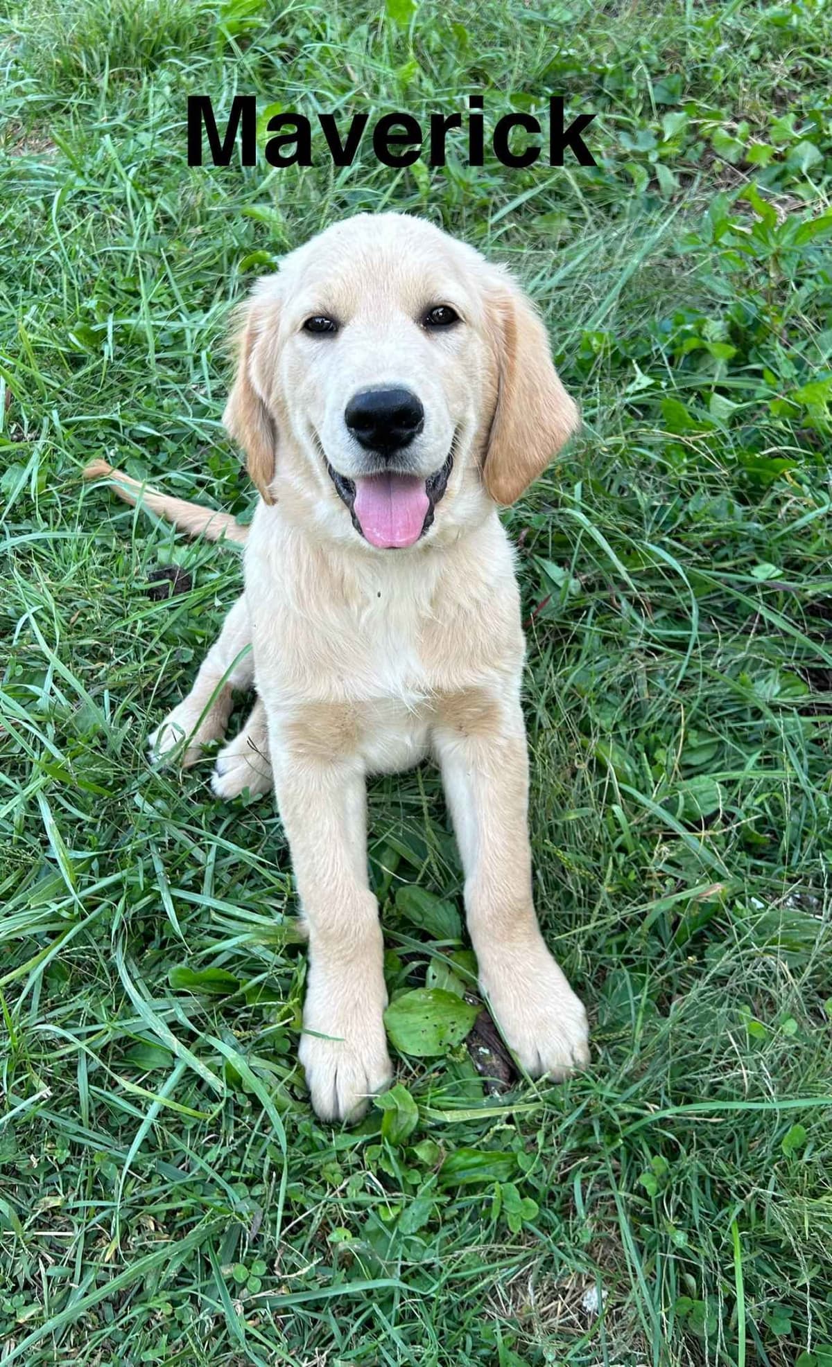 Golden Retriever Puppies-White to very light litter breeder image 6