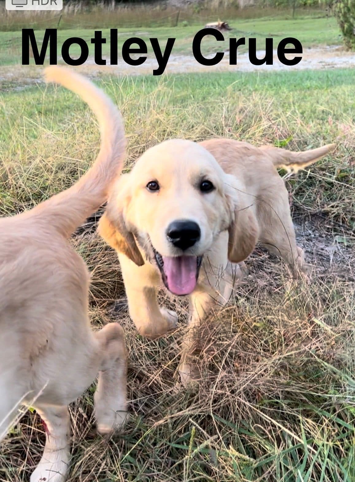 Golden Retriever Puppies-White to very light litter breeder image 4