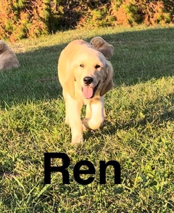 Golden Retriever Puppies-White to very light litter breeder image 5