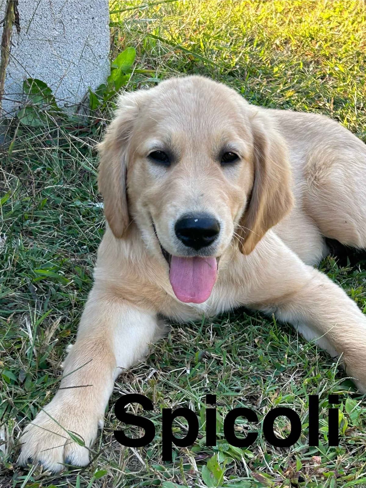 Golden Retriever Puppies-White to very light litter breeder image 7