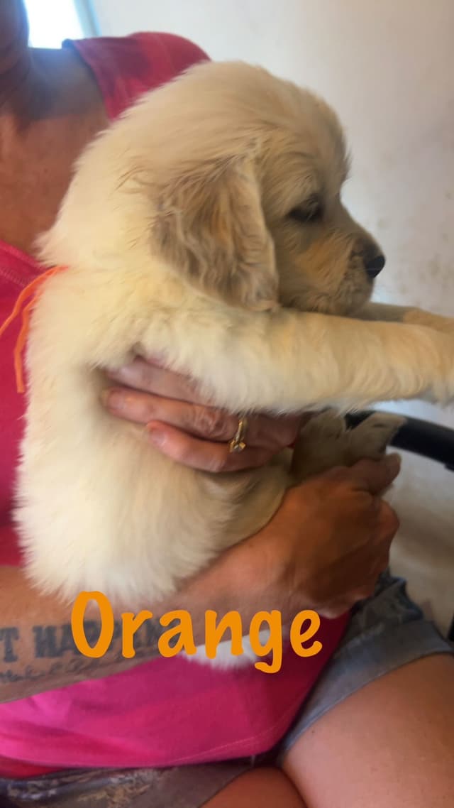 Golden Retriever Puppies-White to very light litter media 4