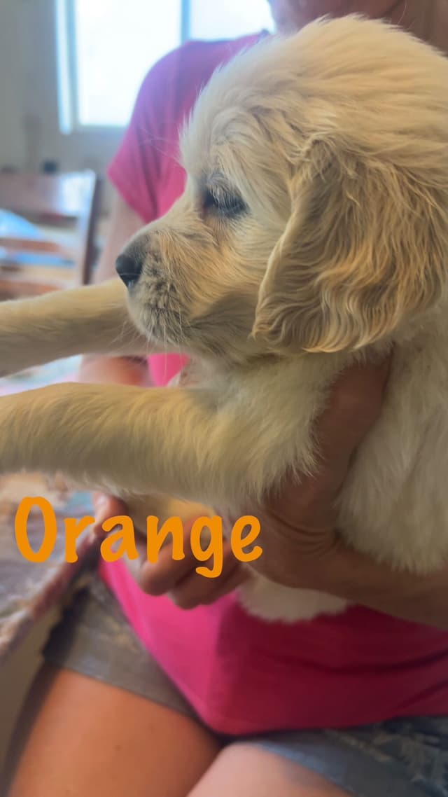 Golden Retriever Puppies-White to very light litter media 6