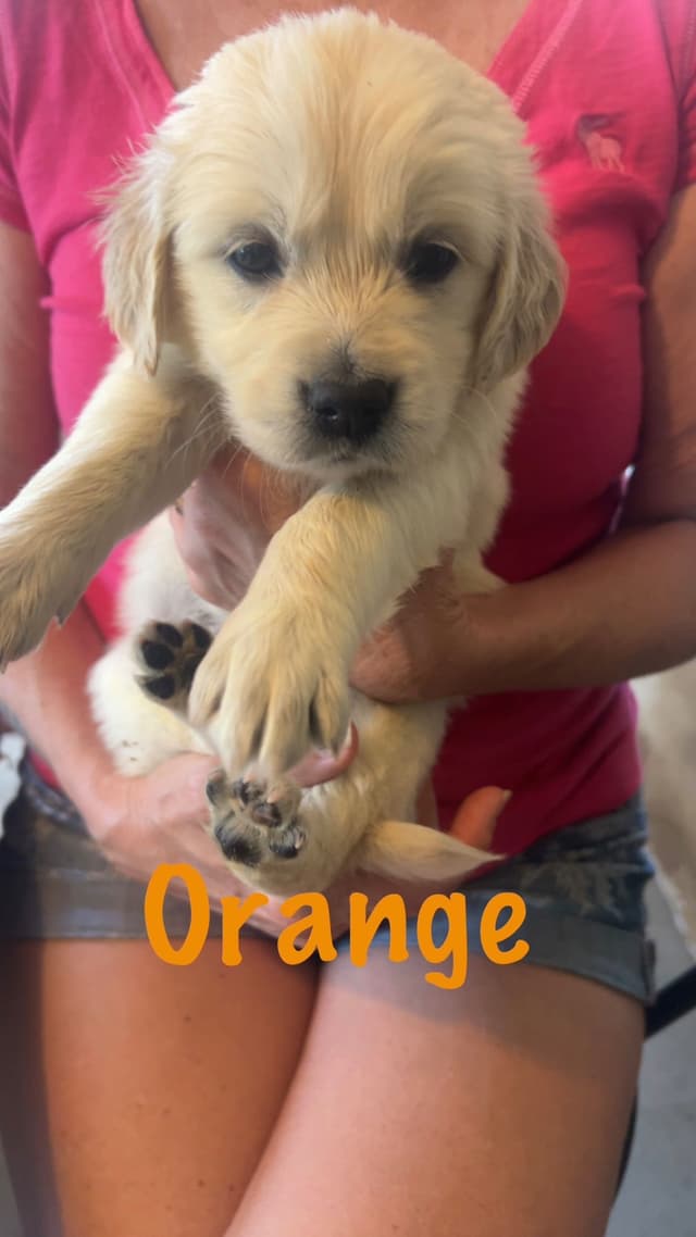 Golden Retriever Puppies-White to very light litter media 5