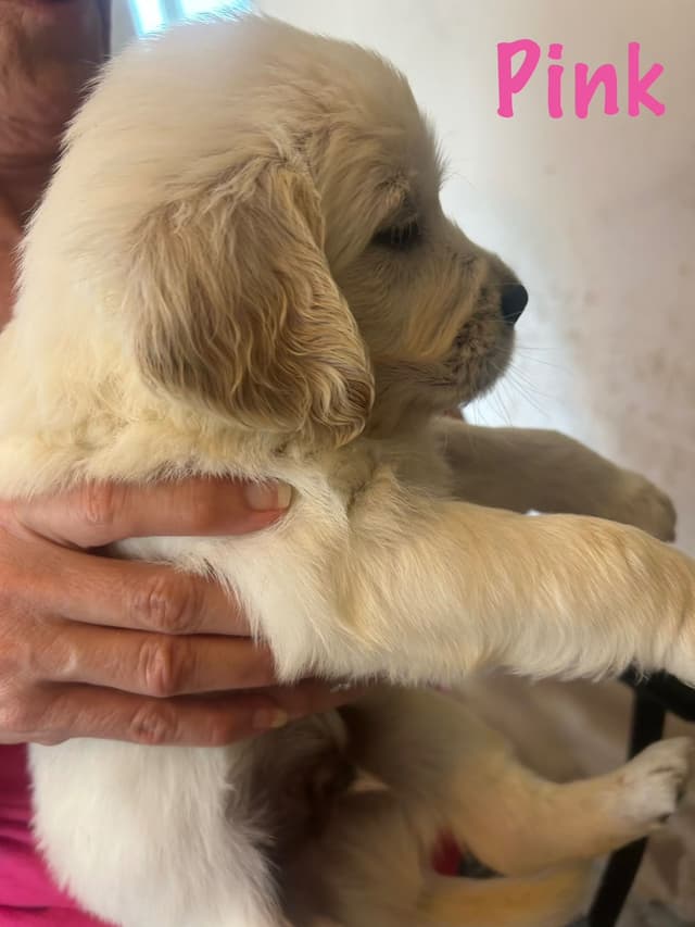 Golden Retriever Puppies-White to very light litter media 7