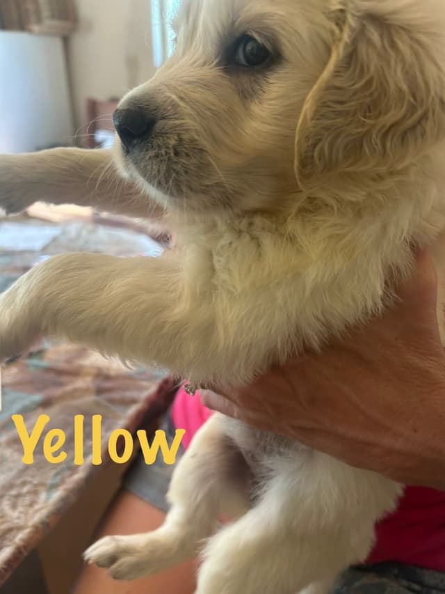 Golden Retriever Puppies-White to very light litter media 8