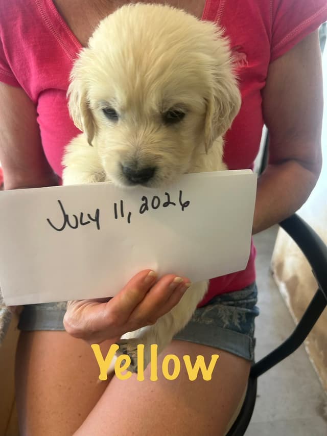 Golden Retriever Puppies-White to very light litter media 9