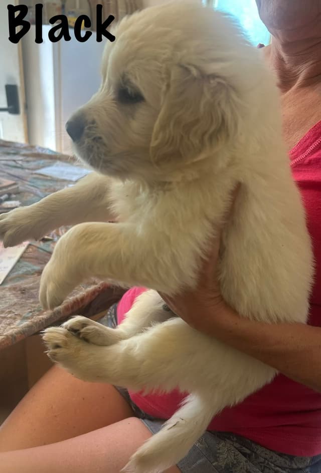 Golden Retriever Puppies-White to very light litter media 10