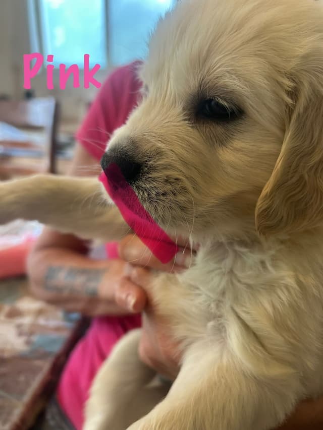 Golden Retriever Puppies-White to very light litter media 11