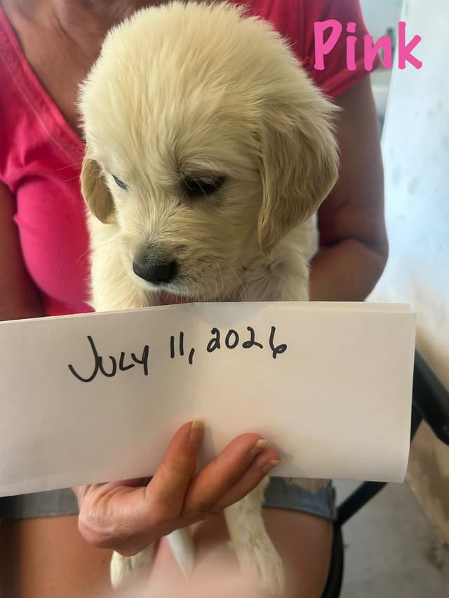 Golden Retriever Puppies-White to very light litter media 12