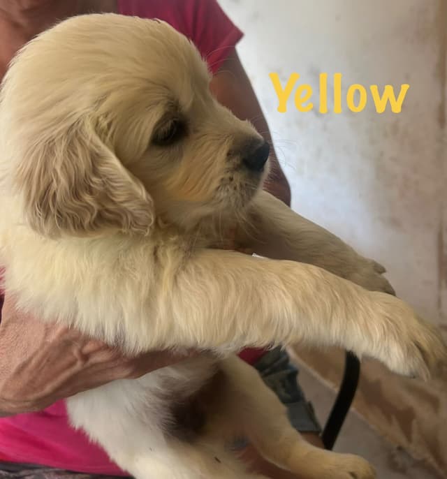 Golden Retriever Puppies-White to very light litter media 13