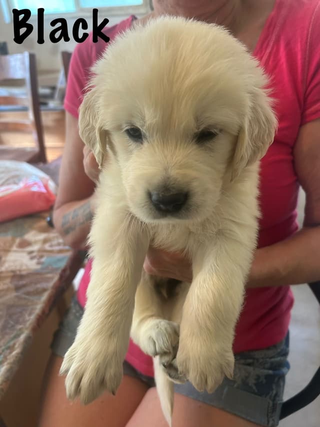 Golden Retriever Puppies-White to very light litter media 15