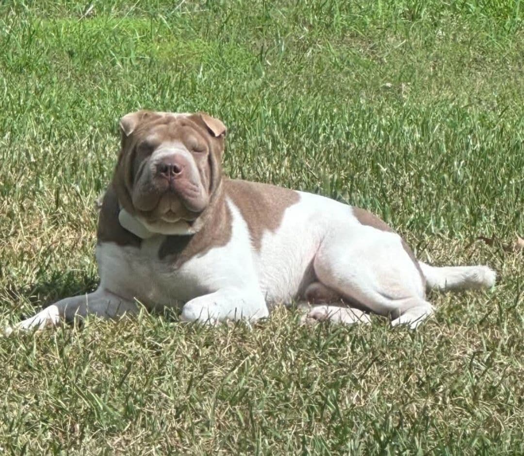 Chinese Shar-Pei Puppies Black Boy breeder image 3